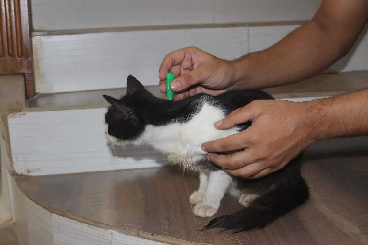 Accidentally Gave Cat Double Dose of Flea Medicine