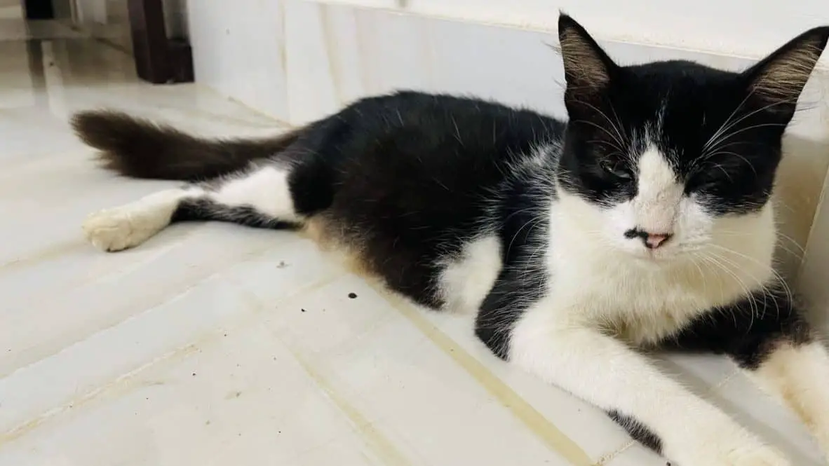 Why Is Cat Sleepy After Flea Treatment?