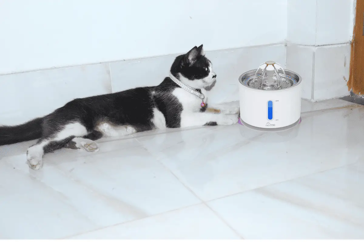 Are Little Bugs in Cat Water Fountains Harmful