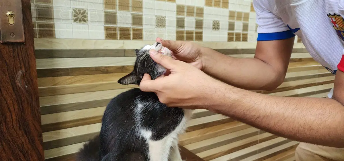 Cat Ate Earring