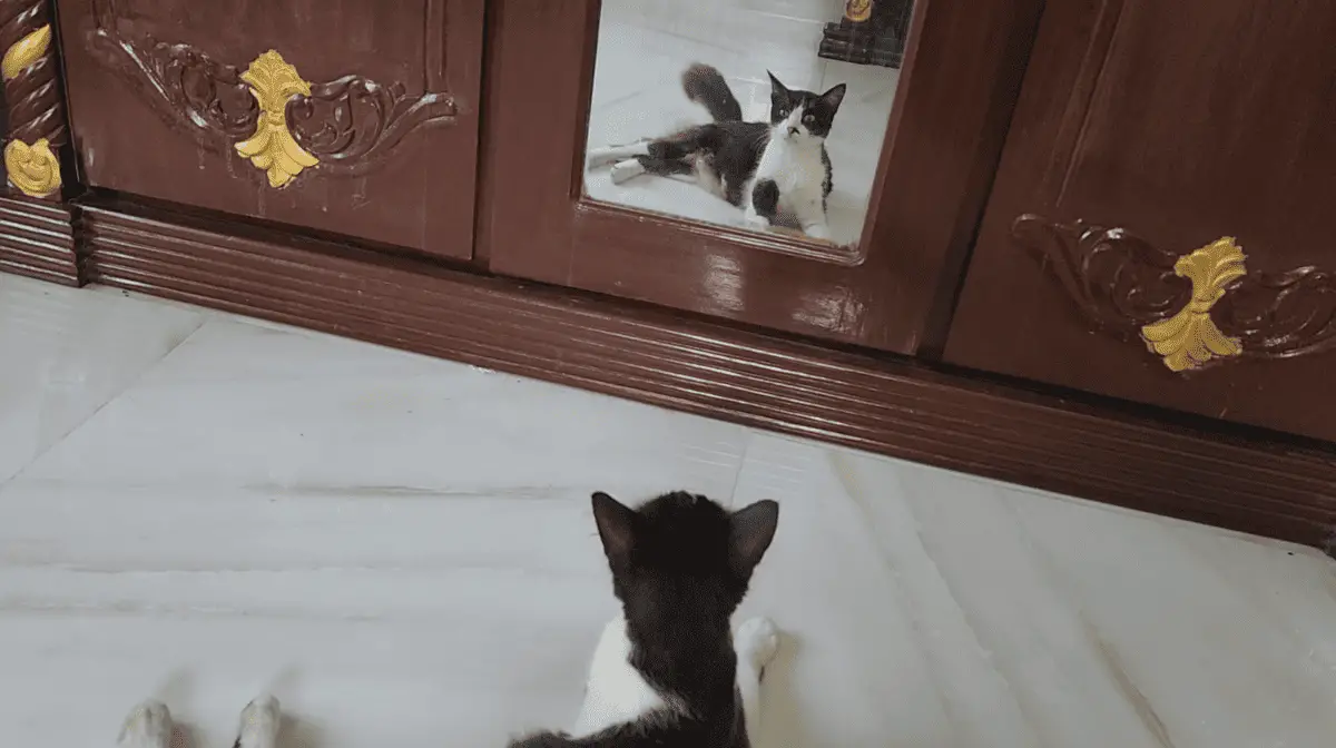 Cat Scared Of Own Reflection