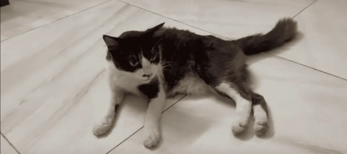 Cat With Broken Pelvis Not Pooping