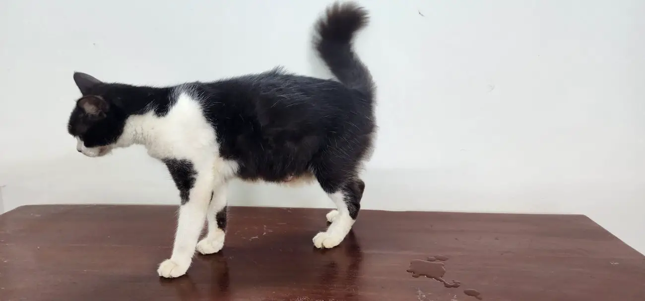 Cat Peeing on Baseboards