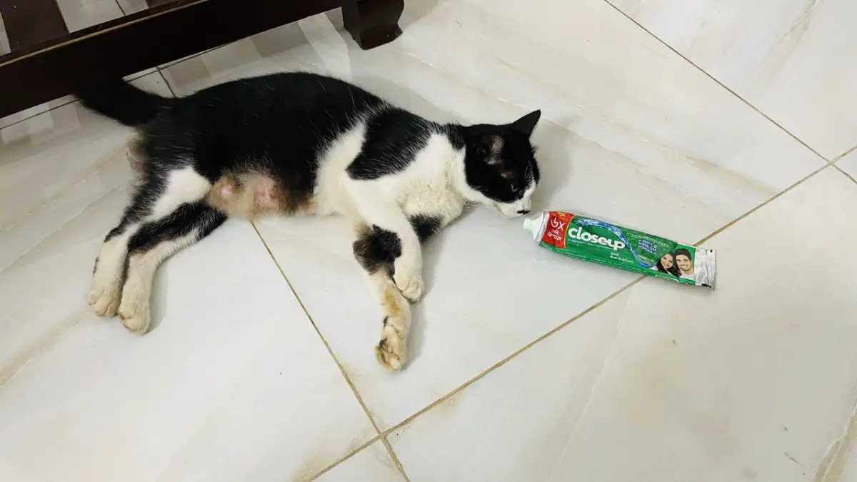 Do Cats Like The Smell of Toothpaste