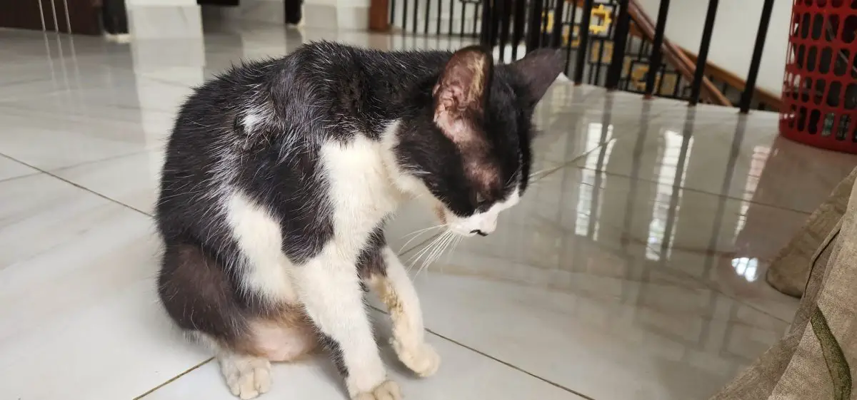 Surrendering A Cat For Peeing In The House
