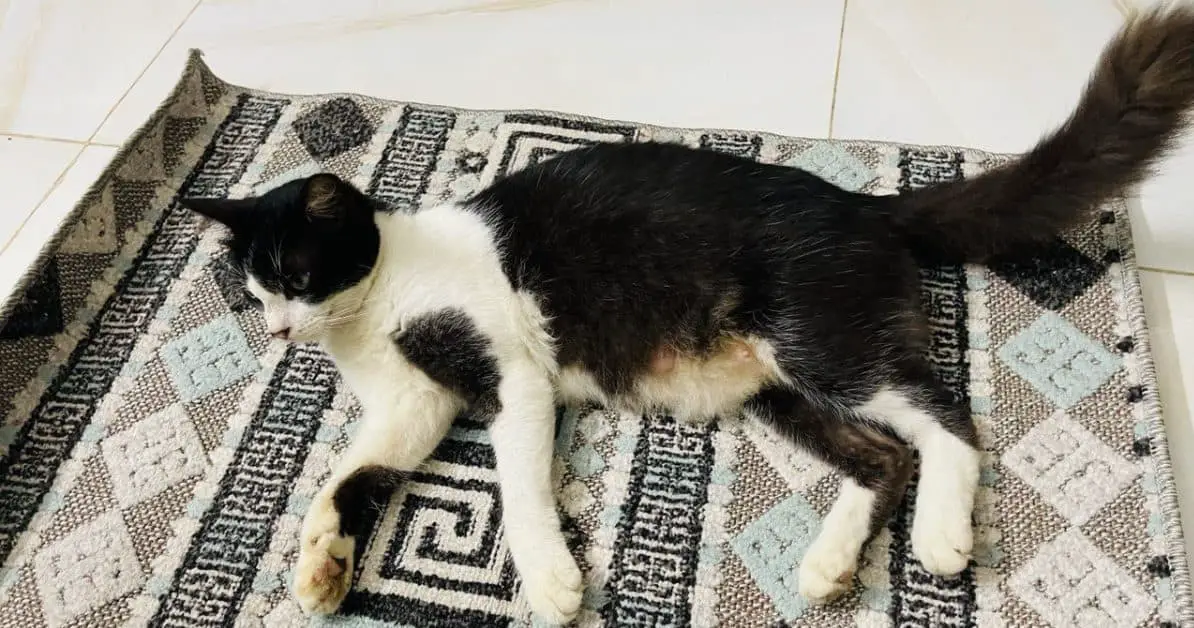 Cat Peeing on Doormat?