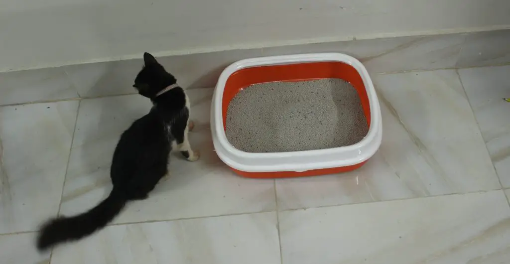 Why Kittens May Avoid Using The Litter Box