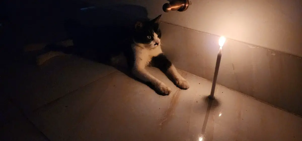 Can Cats See Candle Light