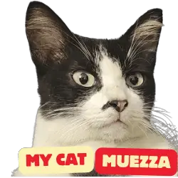 My Cat Muezza