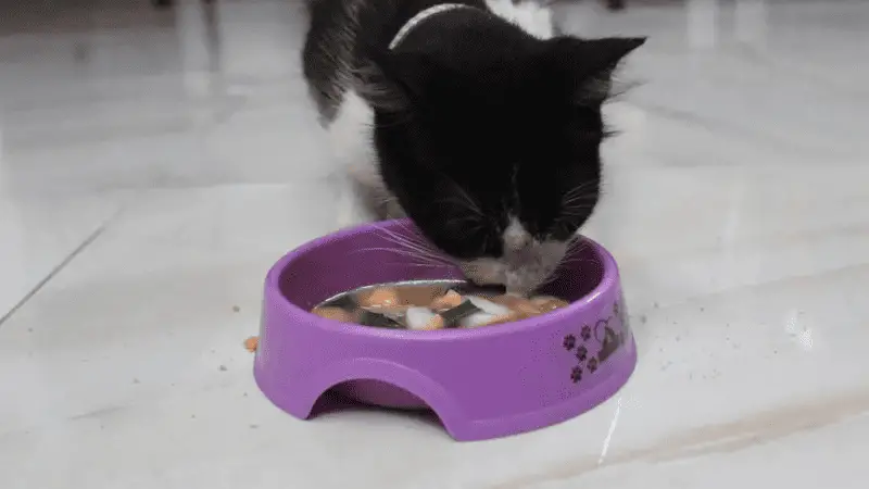 Offering Muezza a new diet, such as miso soup