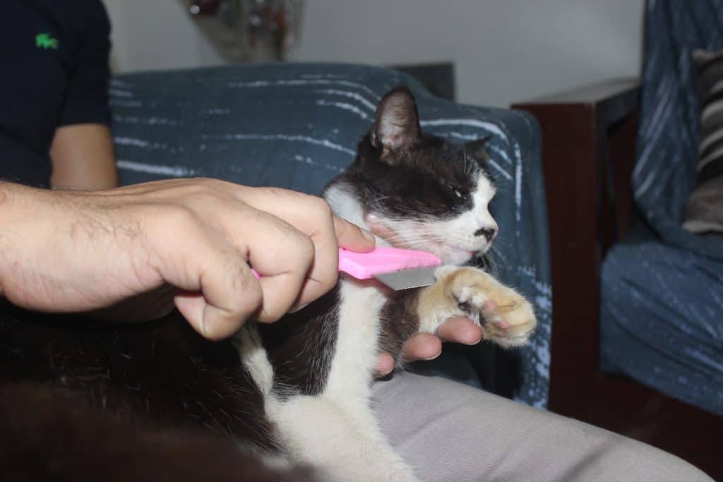 Every week, I use a flea comb to brush Muezza's fur as a preventive measure against flea infestations