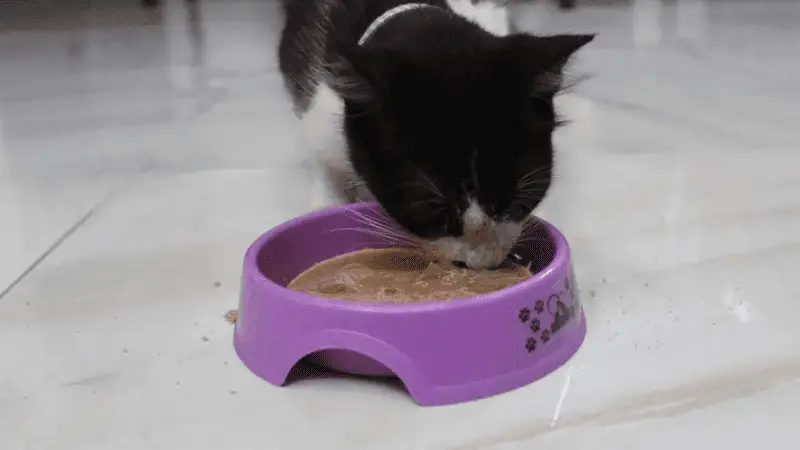 Serving Muezza a small amount of wet cat food (I crushed the deworming tablet and mixed it in seamlessly)