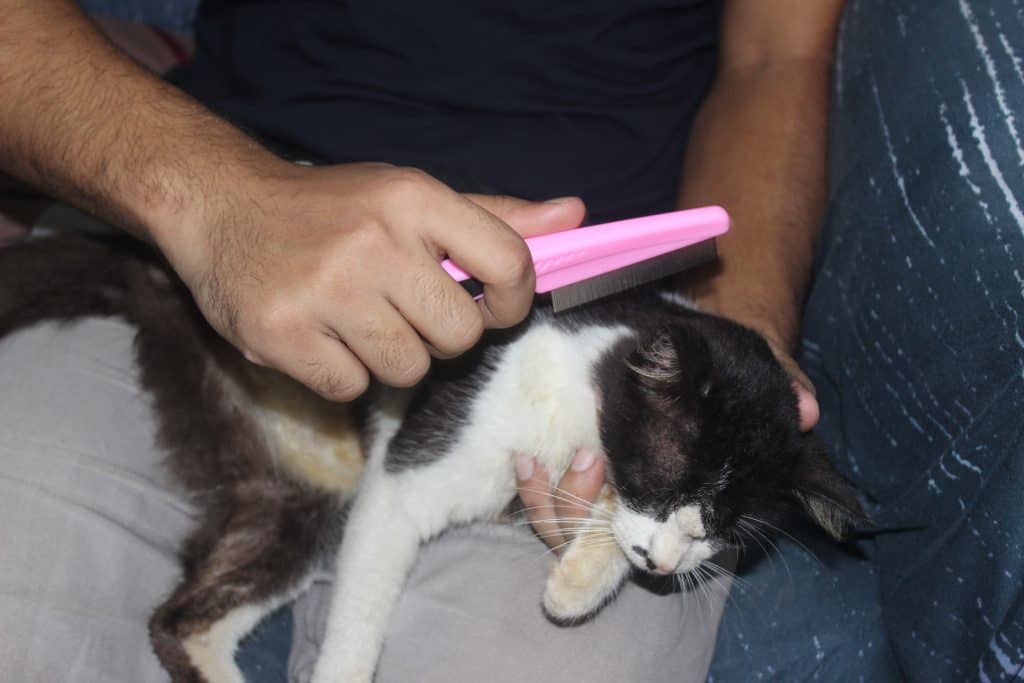 grooming Muezza with a flea comb