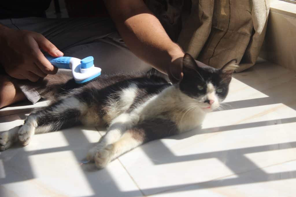 grooming my cat Muezza