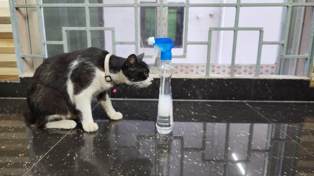 Spider Repellent Safe For Cats How To Protect Your Cat From Spiders