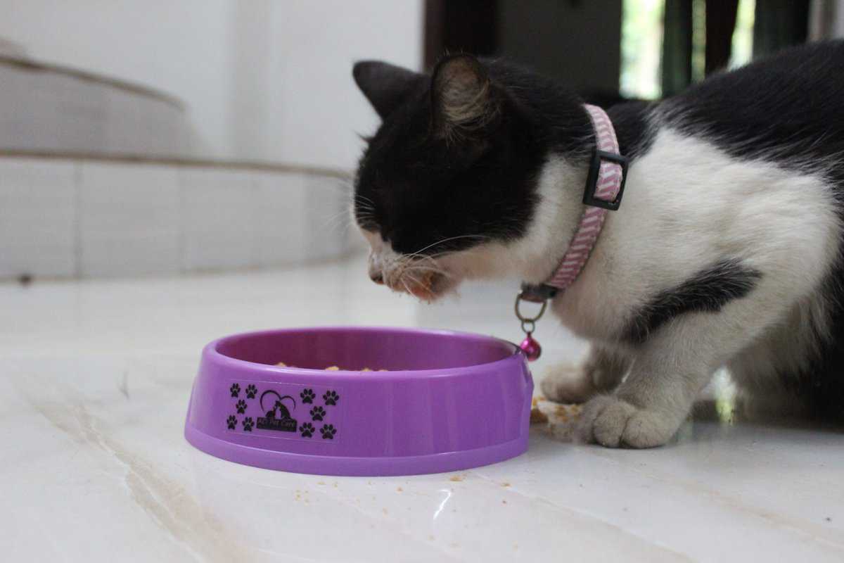 Can Cats Eat Miso? Risks, Benefits & Expert Advice