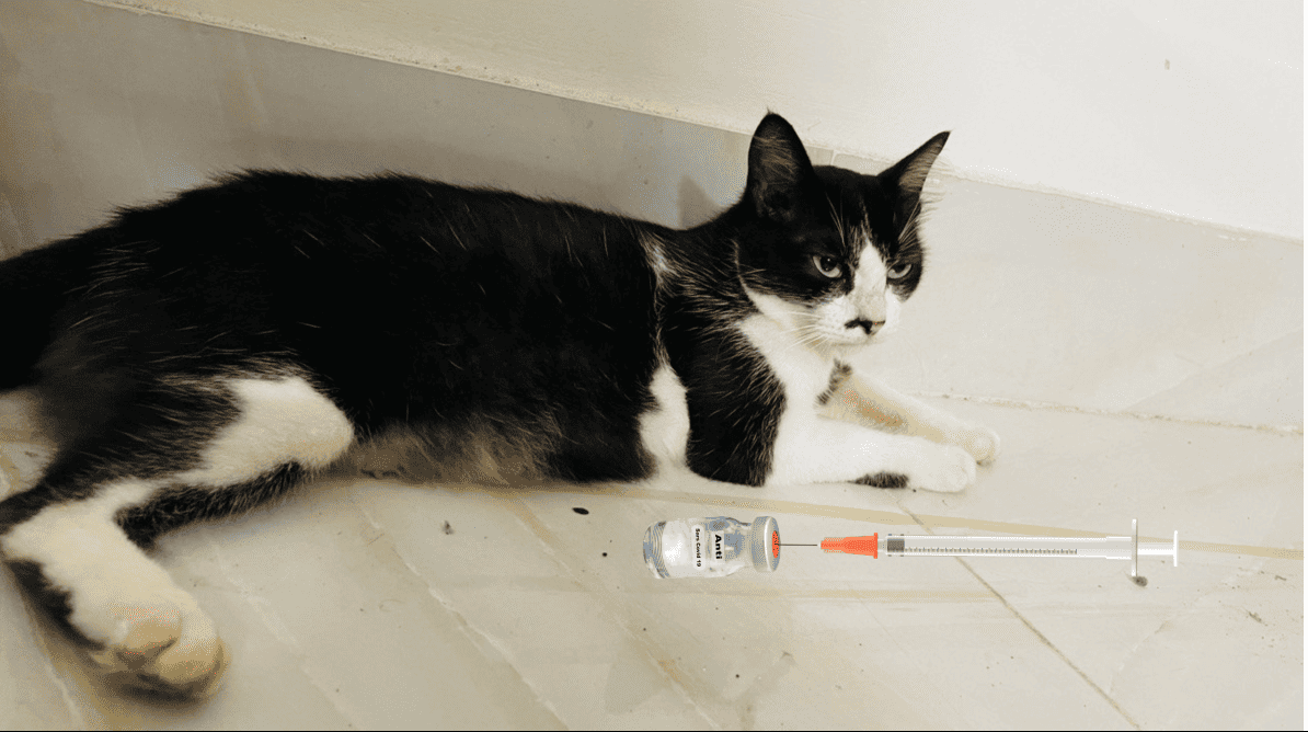 Can Unvaccinated Cats Be Around Dogs?(Debate, Science, & Expert Views)