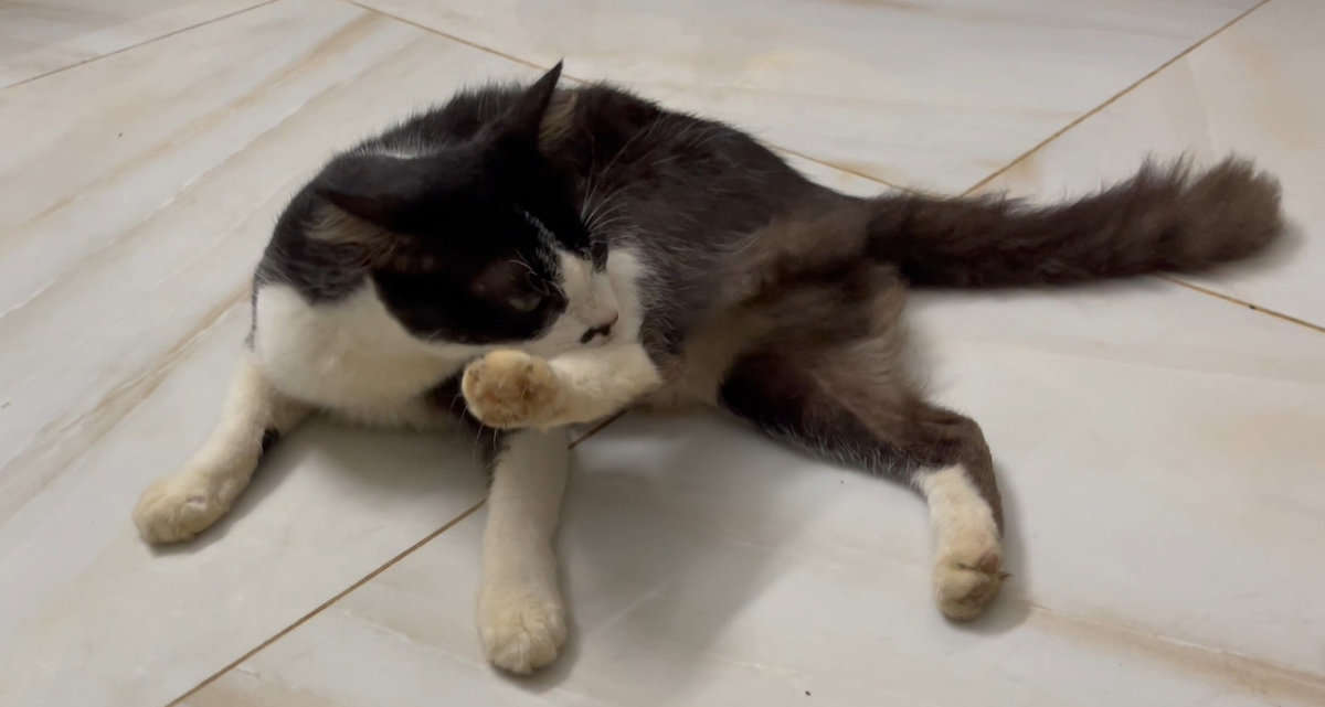 Cat Biting Paws Bloody: Here Is Why and What You Should Do!