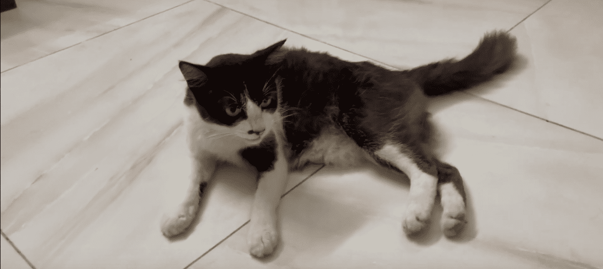 Why Cat With Broken Pelvis Not Pooping? Understand & Help
