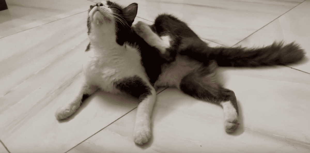 Cheaper Alternatives to Feliway That Work Like Magic for a Calmer Cat