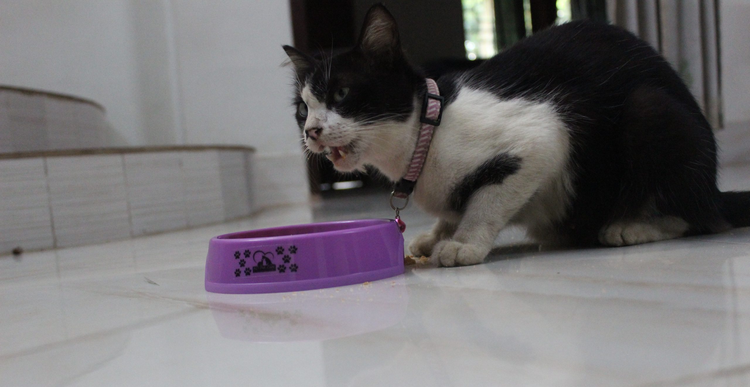 My Cat Ate Spoiled Wet Food; What Should I Do?