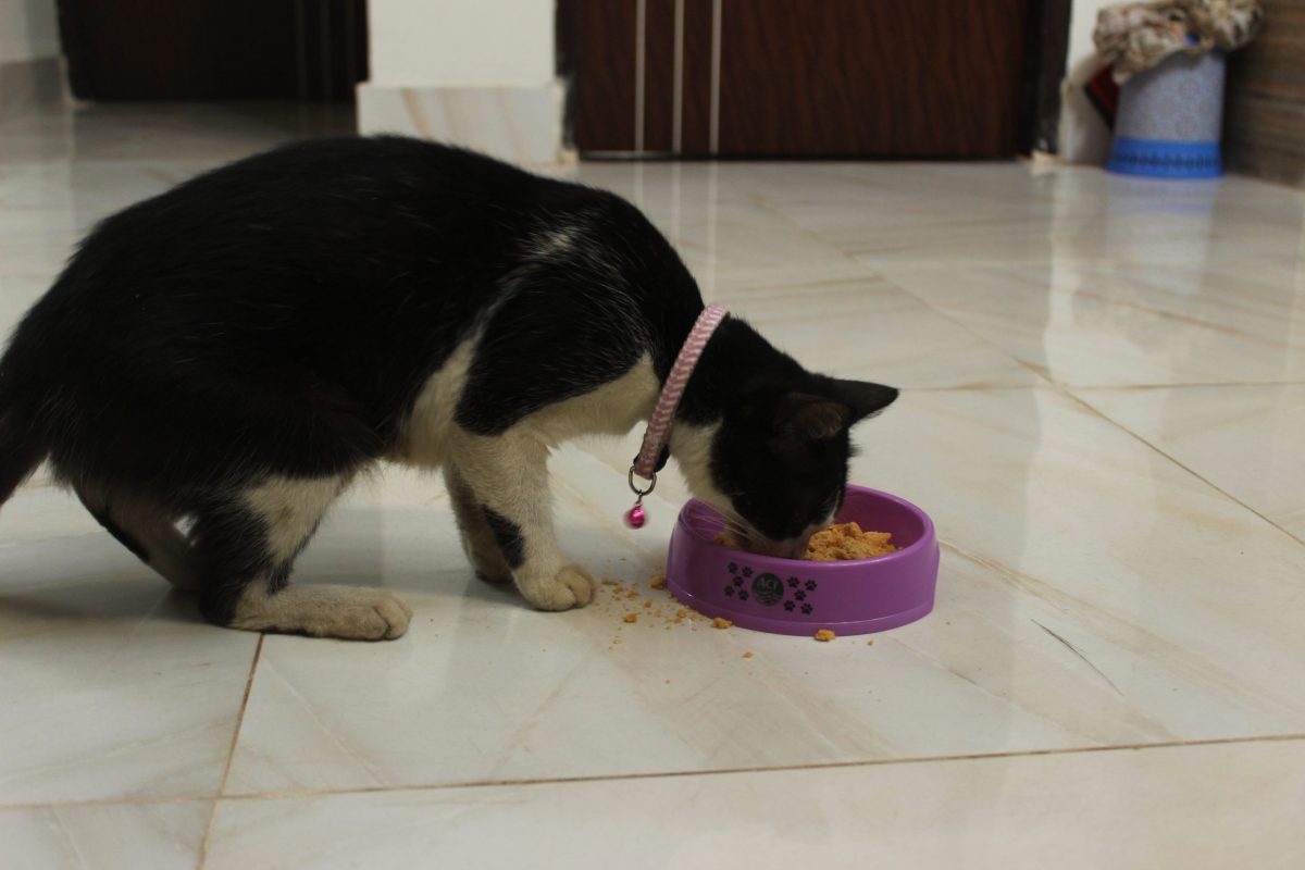 My Cat Will Only Eat Fish-Flavored Cat Food: Expert Feeding Tips